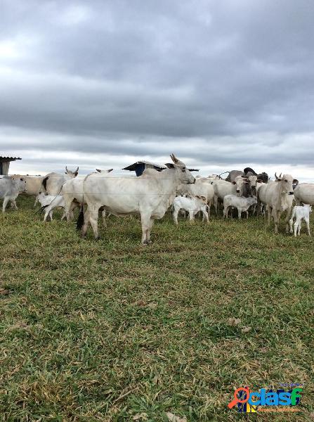 Fazenda em Guareí (88 alqueires)