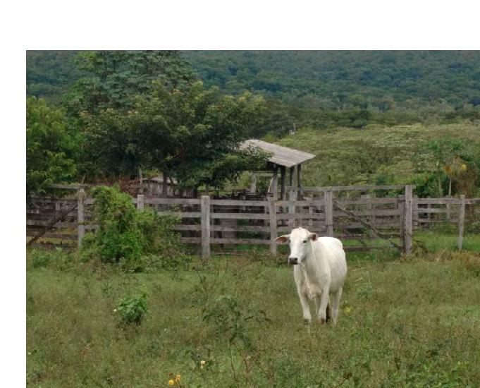 FAZENDA EM TABOCO-MS, 138 HEC, TERRA PRETA