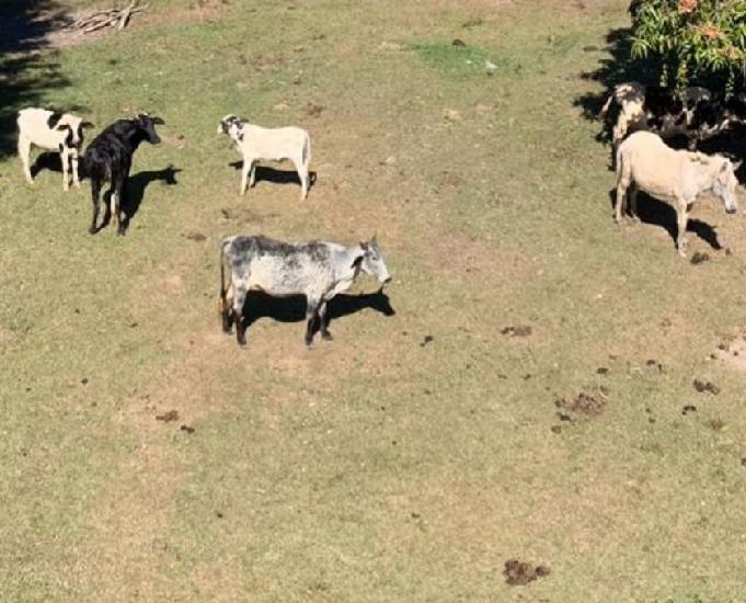 Fazenda de 320 hectares no Distrito de Ouro Preto MG