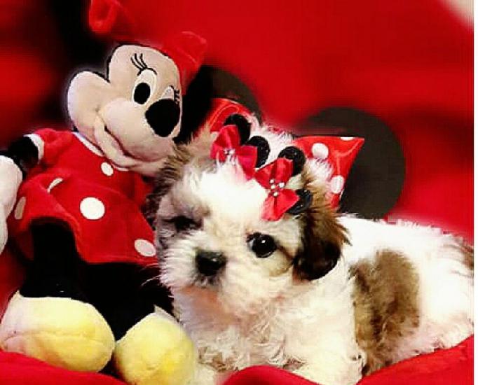 Shihtzu f com pedigree