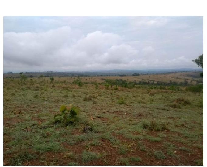 80 Alqs Planta 50 Boa De Água Formada Montada Corumbaíba