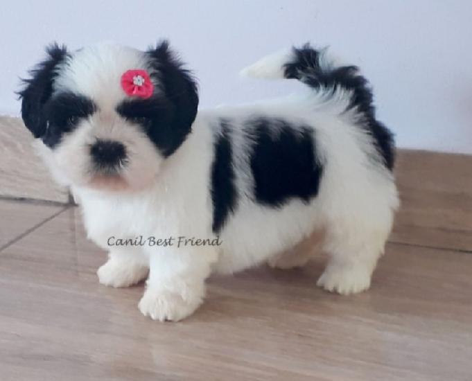 Shih Tzu Femea - Fonewhats: (51) 9.9723.0368