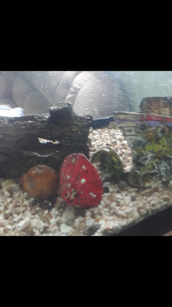 Vendo Aquario