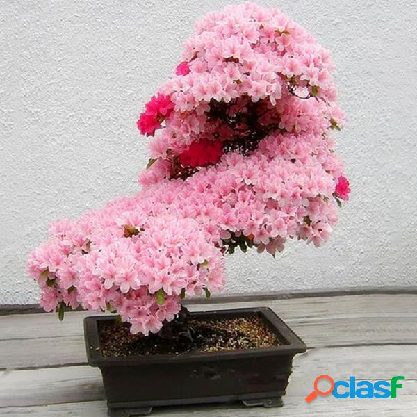 10 Pçs / saco Multicolor Em Vasos De Bonsai De Cereja