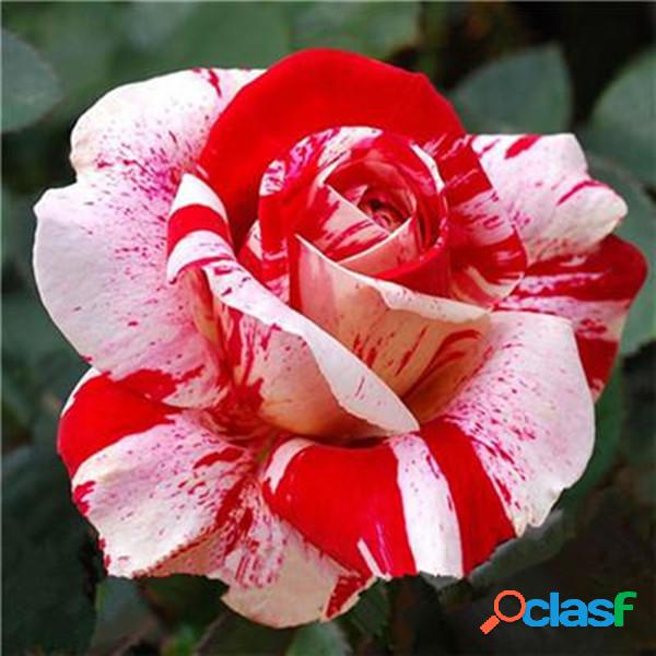 100 Pcs / Bolsa Rosa sementes Rosa listrada tigre Raro Flor