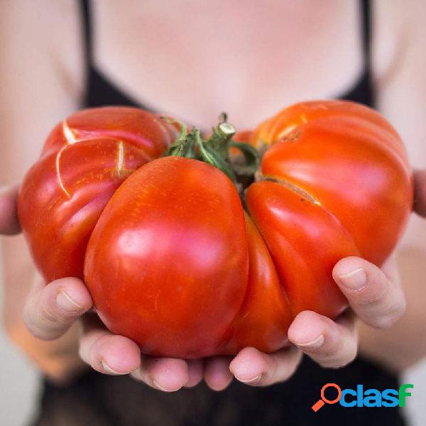 100 pçs / saco gigante plantas de tomate plantas da