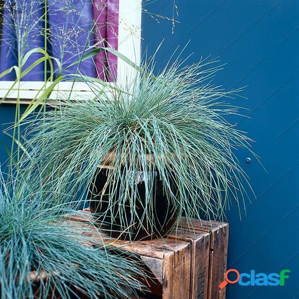 100Pcs Festuca Azul sementes de grama pereneerva em casa