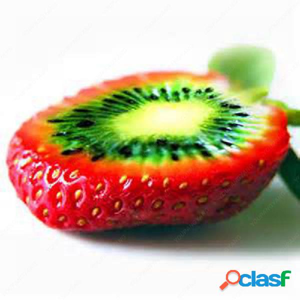100pcs Rare Strawberry Kiwi Seeds Orgânico Sweet Fruit