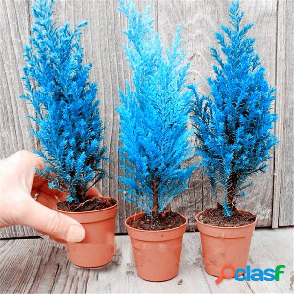 20 Pcs Italiano Azul Cypress Tree Sementes Interior Ao Ar