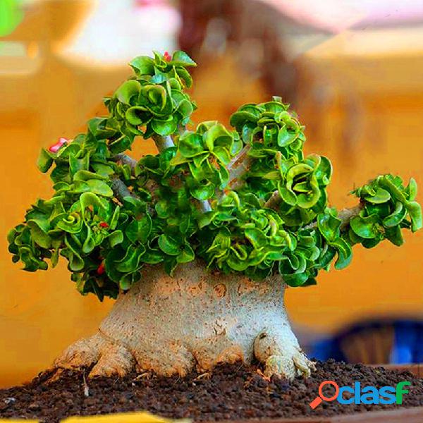 50 Unidades Banyan Sementes Chinês Raro Ficus Microcarpa