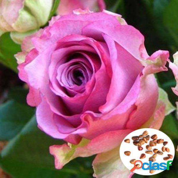 50pcs Red Rose Seeds DIY Home Garden Dez