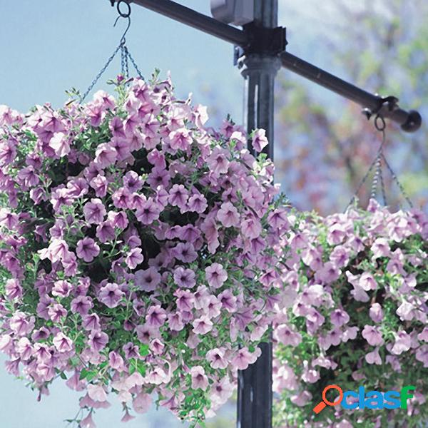 Egrow 100 Pçs / saco Sementes de Petúnia Rara Variedade