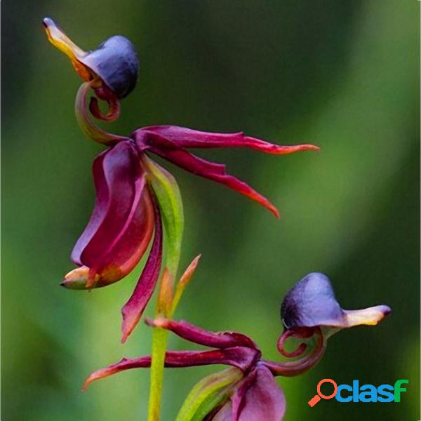 Egrow 100 Unidades / pacote Caleana Major Voador Pato