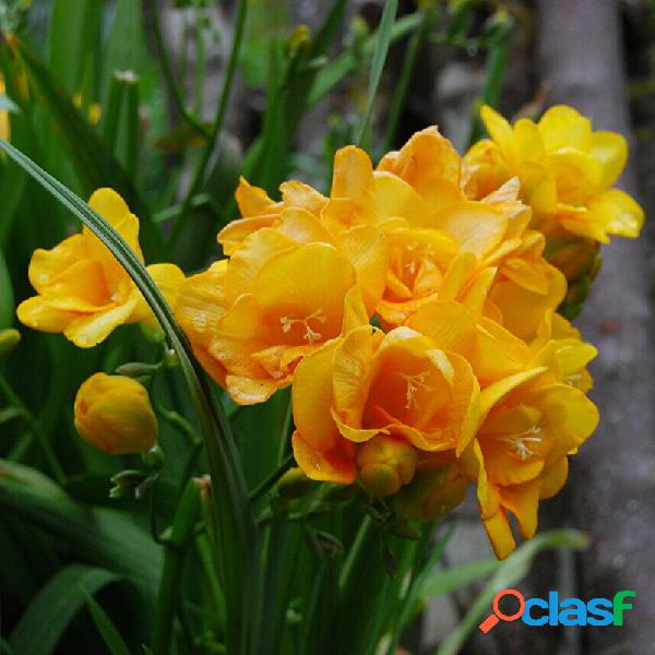 Egrow 100 Unidades / pacote Freesia Amarelo Flor sementes