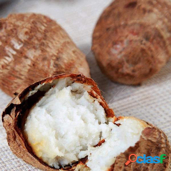 Egrow 100 pçs / saco Taro Sementes Raras Sementes de Taro