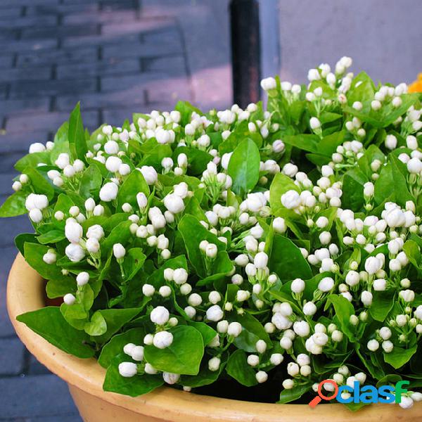 Egrow 20Pcs Bonsai Jasmine Flower Seeds Jardim Exterior