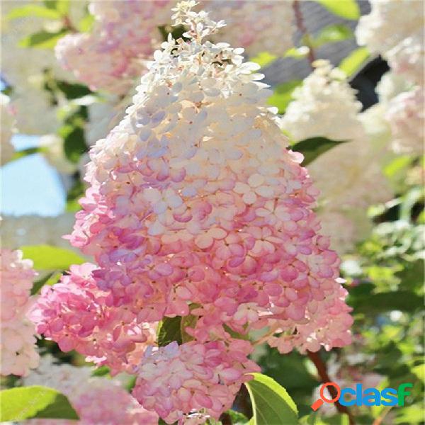 Egrow 20Pcs Hydrangea Flower Seed Vanilla Strawberry Seeds