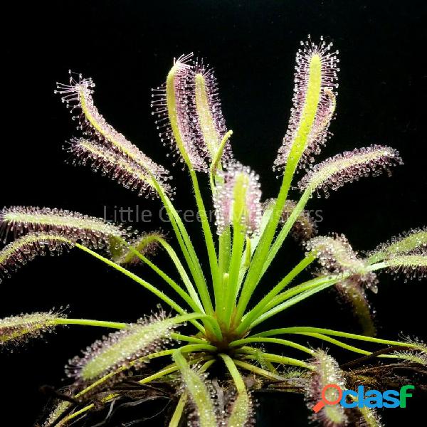 Egrow 25 unidades / pacote Drosera sementes plantas