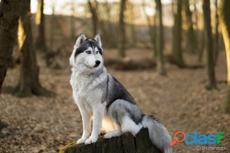 Procuro Husky Siberiano para adoção