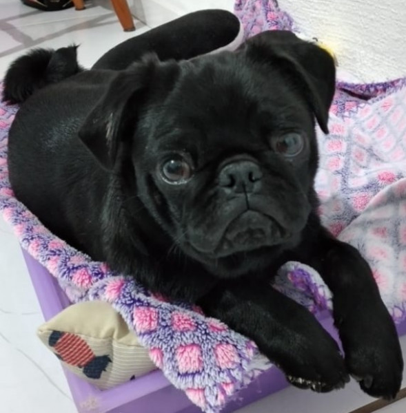 Pug