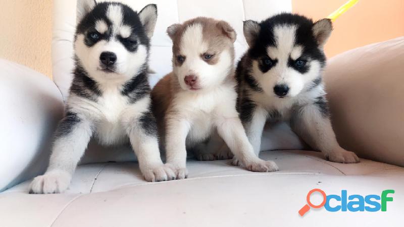 Filhotes de Husky siberiano Wolly