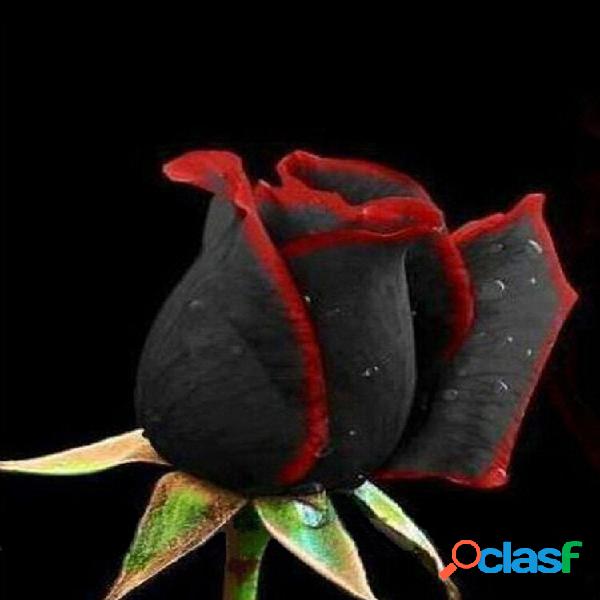 100 unidades Black Rose sementes Flower With Red Edge Raro