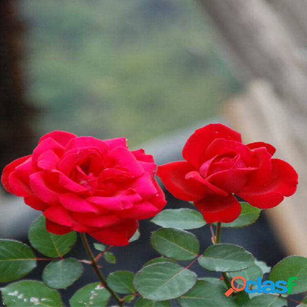 100 unidades Red Rose Tree sementes DIY Home Garden Potted