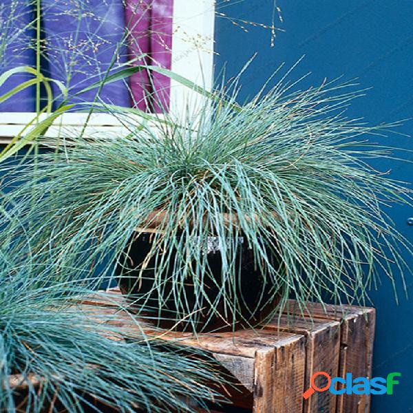 100Pcs Festuca Azul sementes de grama pereneerva em casa