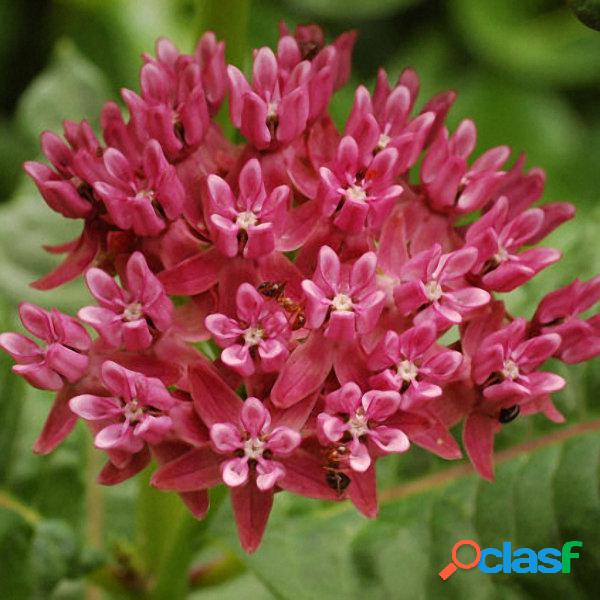 30 Pcs / Bolsa Roxo Asclepias sementes Flores Do Jardim