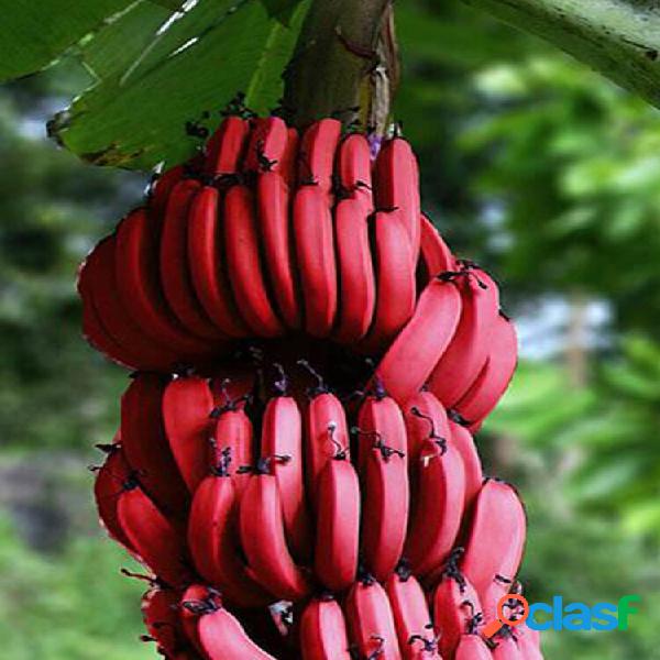 50Pcs Red Banana Seeds Outdoor Perennial Plantas
