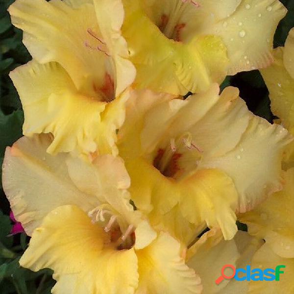 Egrow 100 PCS Perene Gladiolus Flor sementes Jardim Aeróbio