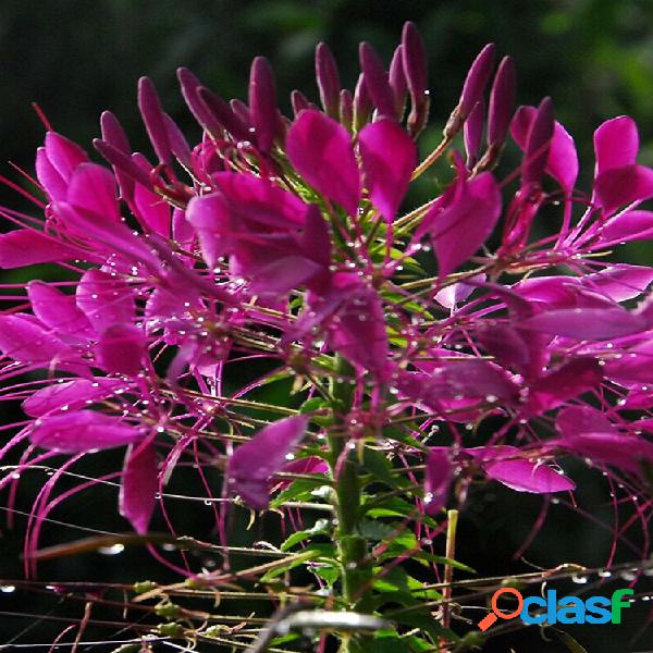 Egrow 100 Unidades / pacote Cleome Spinosa sementes Bonsai