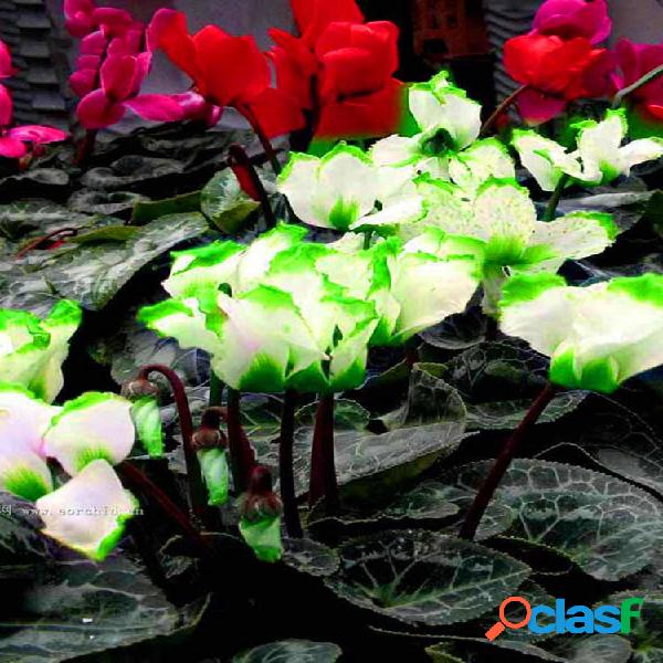 Egrow 100 Unidades / pacote Cyclamen sementes Green Edge