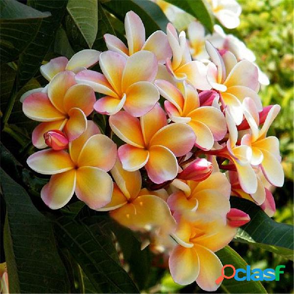 Egrow 100 Unidades / pacote Sementes de Plumeria Jardim DIY