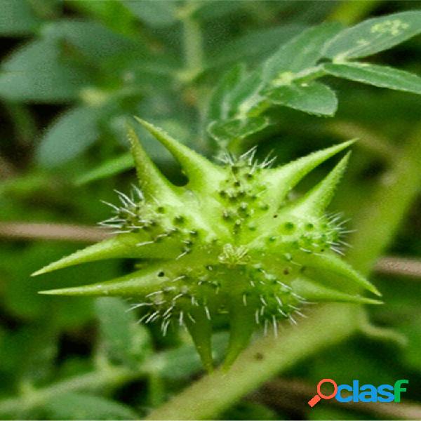 Egrow 100 Unidades / pacote Tribulus Terrestris sementes