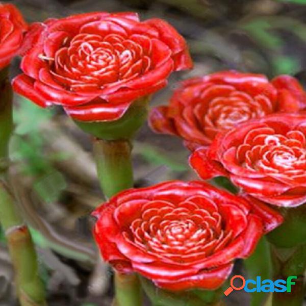 Egrow 100 unidades / pacote cravo sementes cravo vermelho