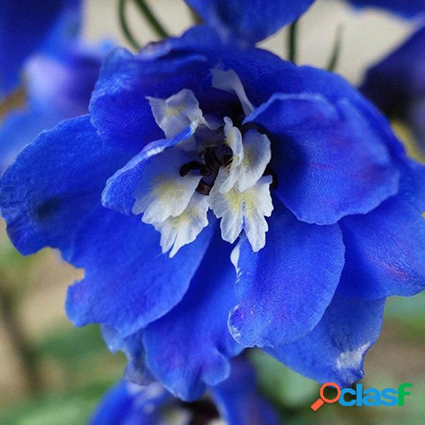 Egrow 100Pcs Delphinium Grandiflorum Flower Seeds Casa