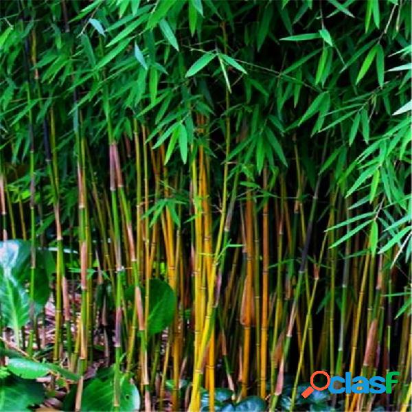 Egrow 20 Pçs / saco Sementes De Bambu Preto Raro Gigante