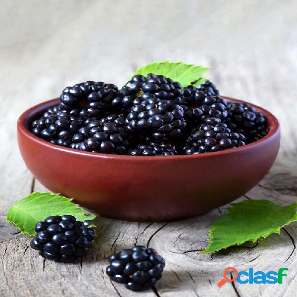 Egrow 200 Pcs Blackberry Fruit Sementes Para Casa Jardim