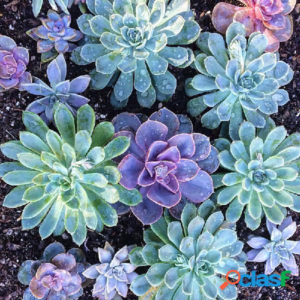 Egrow 200PCS Echeverione Succulent sementes Jardim de cores