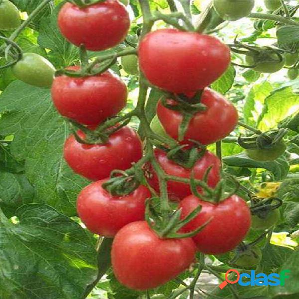 Egrow 200Pcs Tomate sementes Horta Plantio Vermelho Amarelo