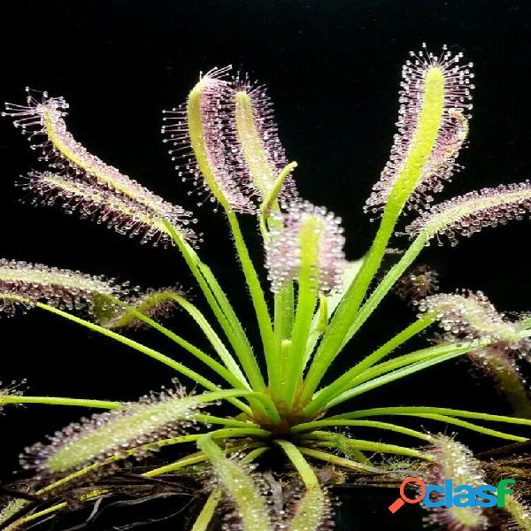 Egrow 25 unidades / pacote Drosera sementes plantas