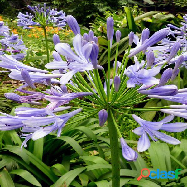 Egrow 30 unidades / pacote agapanthus flor de lírio