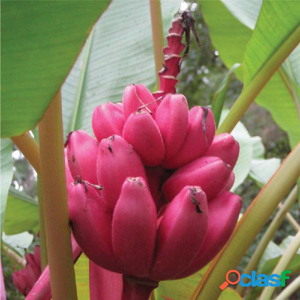 Egrow 40 Unidades / pacote Sementes de Banana Vermelho