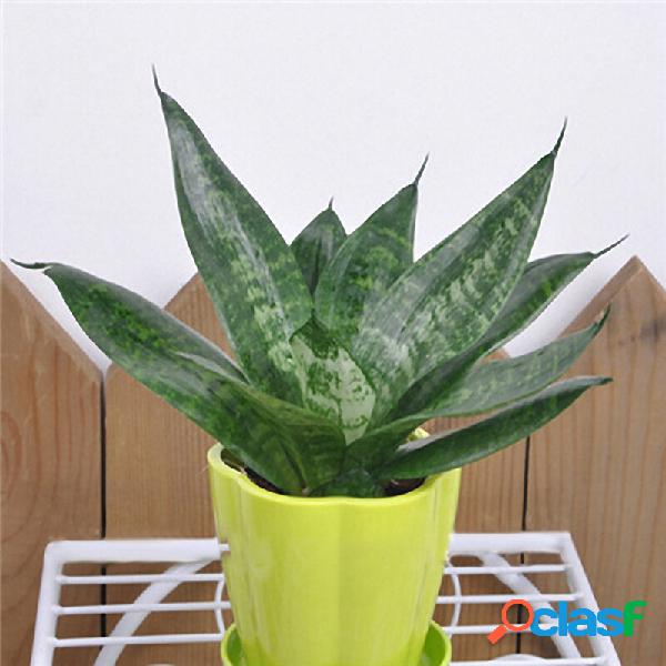 Egrow 400 PCS Garden Bonsai Sementes Sansevieria 100%