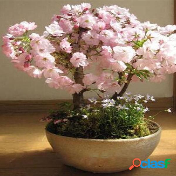 Egrow 50 Pcs Sakura sementes Raro Sakura Cherry Blossom Para