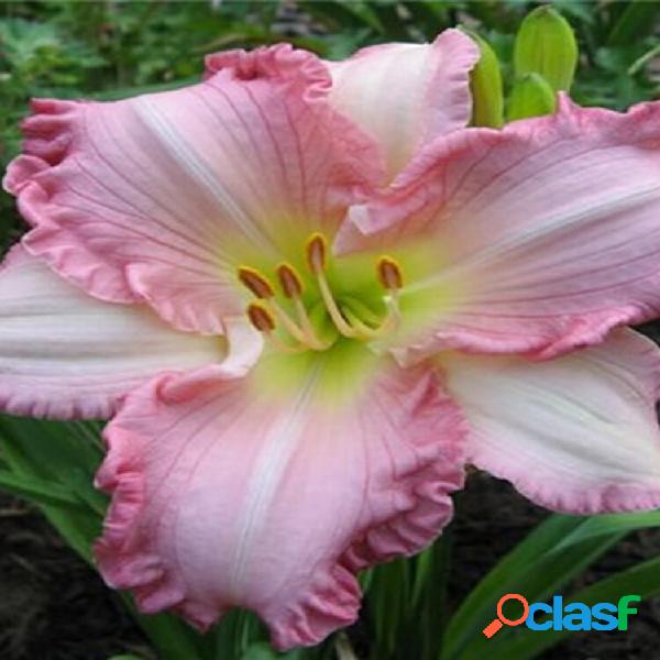 Egrow 50 Unidades / pacote Daylily sementes Hemerocallis