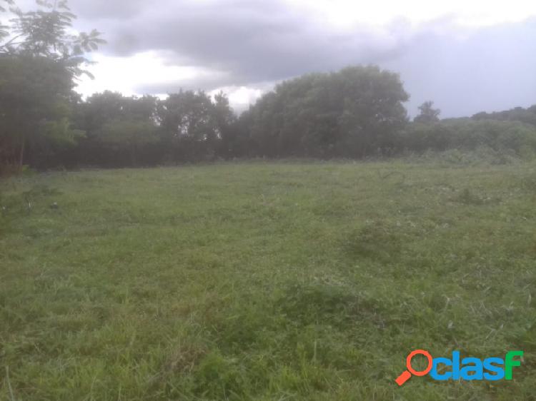Terreno - Venda - Ribeirão Preto - SP - Chácaras Pedro