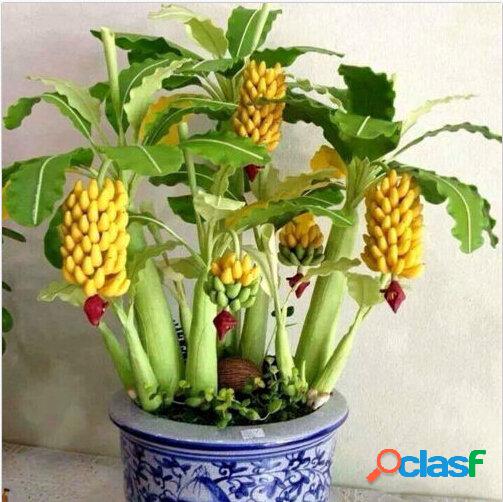 30 Pcs Anão Banana sementes Bonsai Árvore Frutas Tropicais
