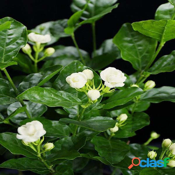 Egrow 100 unidades / pacote Arabian Jasmine Bonsai sementes
